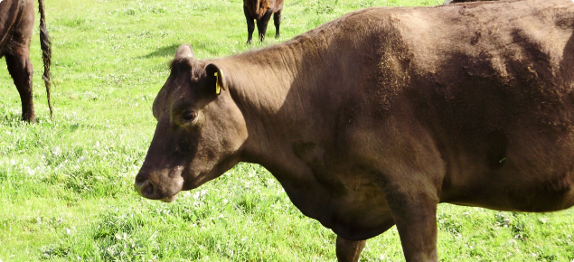 how to treat grass tetany in beef cattle